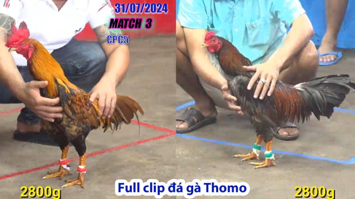 CPC5- TRẬN 3 | đá gà Thomo | 31/07/2024