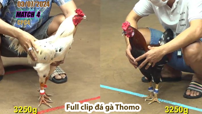 CPC4- TRẬN 4 | đá gà Thomo | 03/07/2024