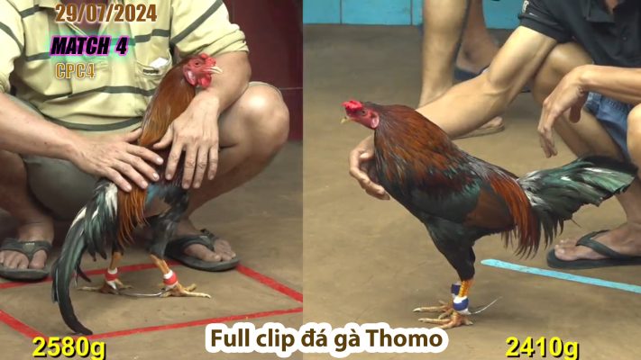 CPC4- TRẬN 4 | đá gà Thomo | 29/07/2024