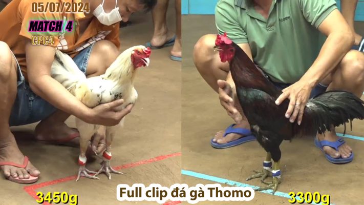 CPC4- TRẬN 4 | đá gà Thomo | 05/07/2024