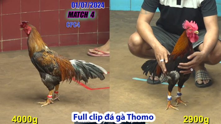 CPC4- TRẬN 4 | đá gà Thomo | 01/07/2024