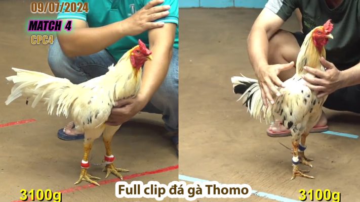 CPC4- TRẬN 4 | đá gà Thomo | 09/07/2024