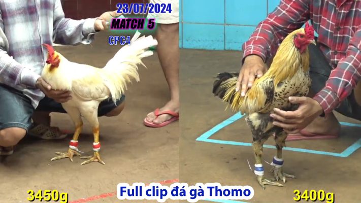 CPC4- TRẬN 5 | đá gà Thomo | 23/07/2024