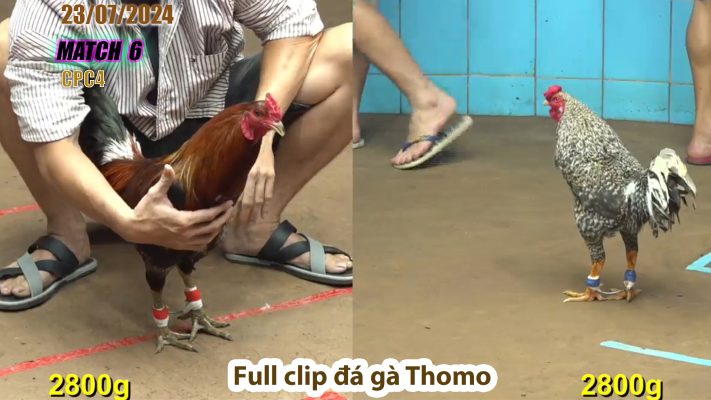 CPC4- TRẬN 6 | đá gà Thomo | 23/07/2024