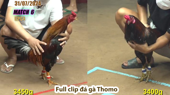 CPC4- TRẬN 6 | đá gà Thomo | 31/07/2024