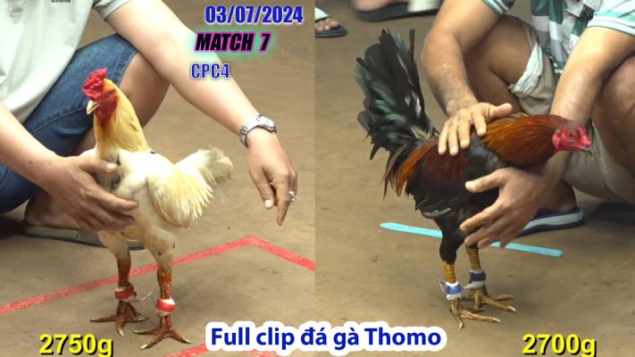 CPC4- TRẬN 7 | đá gà Thomo | 03/07/2024