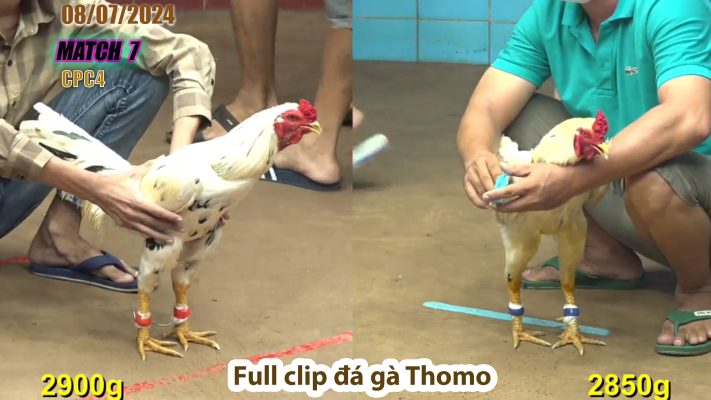 CPC4- TRẬN 7 | đá gà Thomo | 08/07/2024