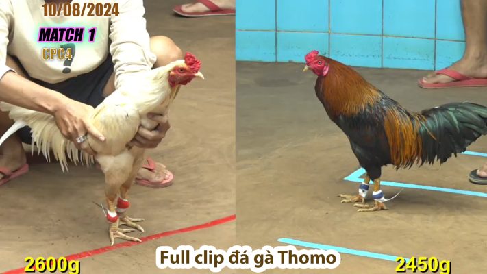 CPC4- TRẬN 1 | đá gà Thomo | 10/08/2024