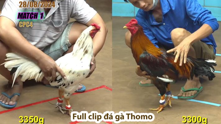 CPC4- TRẬN 1 | đá gà Thomo | 27/08/2024