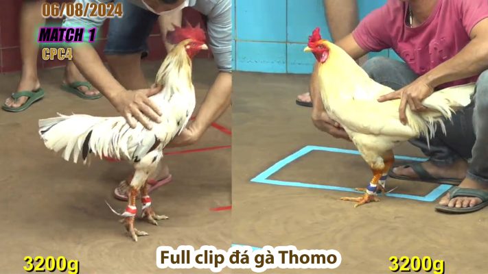 CPC4- TRẬN 1| đá gà Thomo | 06/08/2024