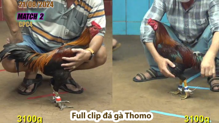 CPC4- TRẬN 2 | đá gà Thomo | 21/08/2024