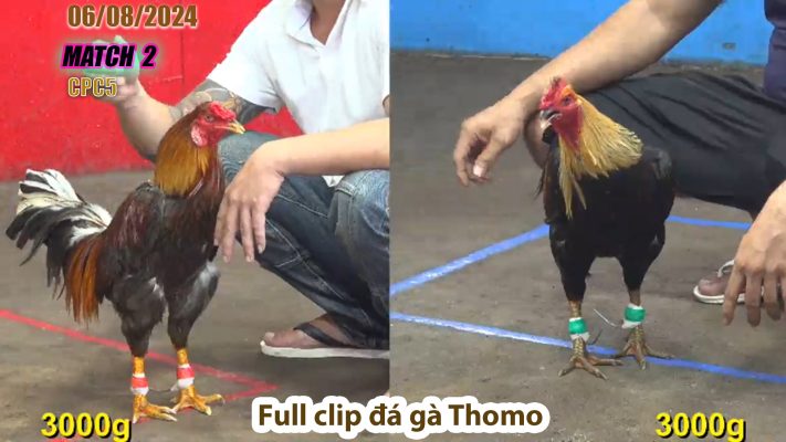 CPC5- TRẬN 2 | đá gà Thomo | 06/08/2024