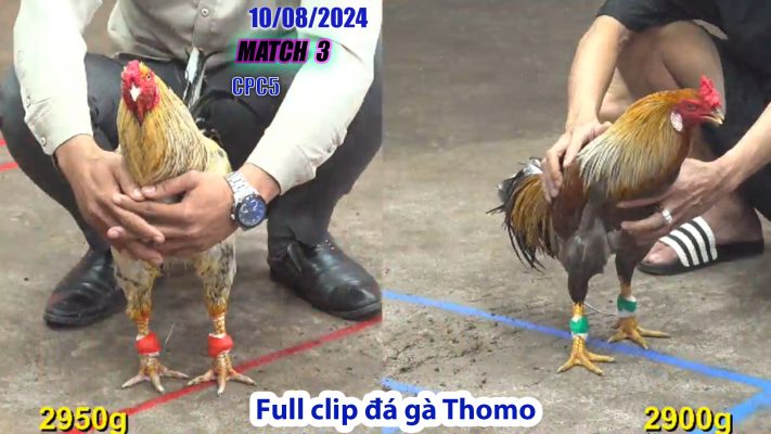 CPC5- TRẬN 3 | đá gà Thomo | 10/08/2024