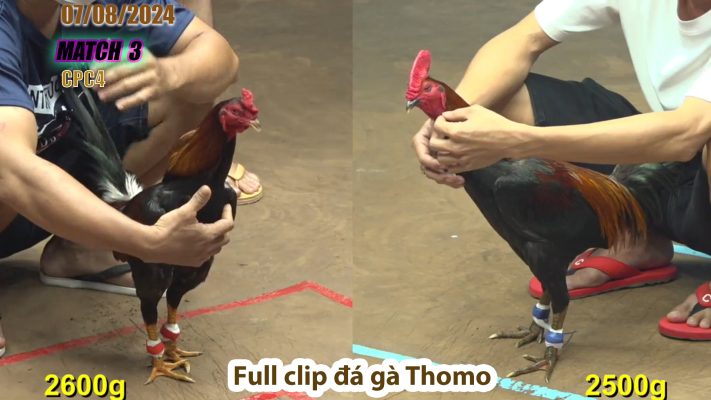 CPC4- TRẬN 3 | đá gà Thomo | 07/08/2024