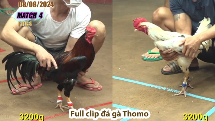 CPC4- TRẬN 4 | đá gà Thomo | 08/08/2024