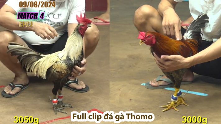 CPC4- TRẬN 4 | đá gà Thomo | 09/08/2024