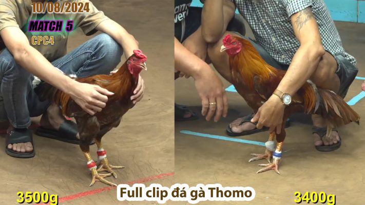 CPC4- TRẬN 5 | đá gà Thomo | 10/08/2024