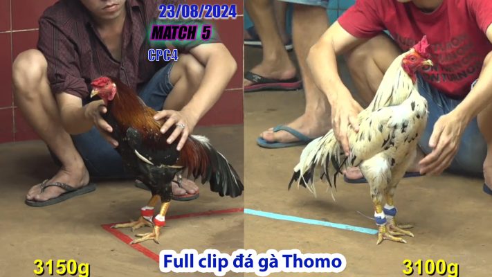 CPC4- TRẬN 5 | đá gà Thomo | 23/08/2024