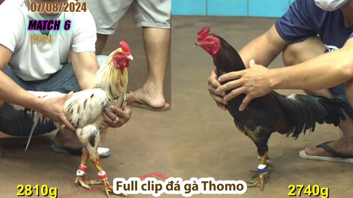 CPC4- TRẬN 6 | đá gà Thomo | 07/08/2024