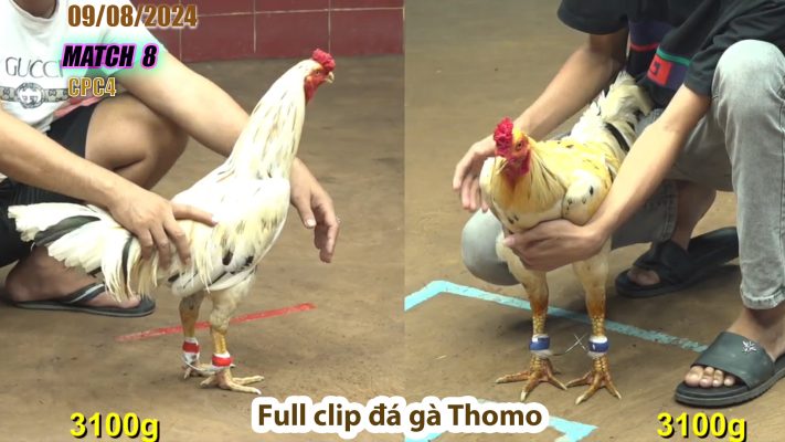 CPC4- TRẬN 8 | đá gà Thomo | 09/08/2024