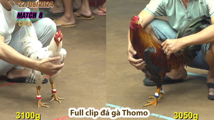 CPC4- TRẬN 8 | đá gà Thomo | 22/08/2024