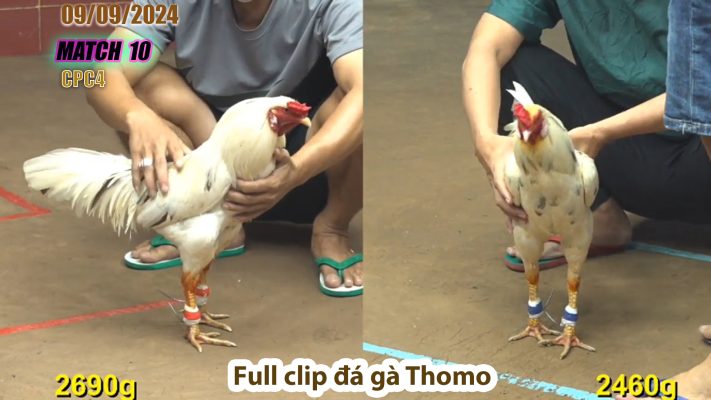 CPC4- TRẬN 10 | đá gà Thomo | 09/09/2024