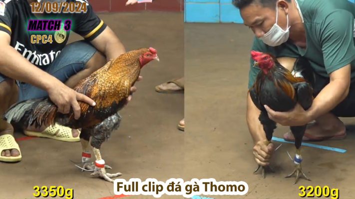 CPC4- TRẬN 3 | đá gà Thomo | 12/09/2024