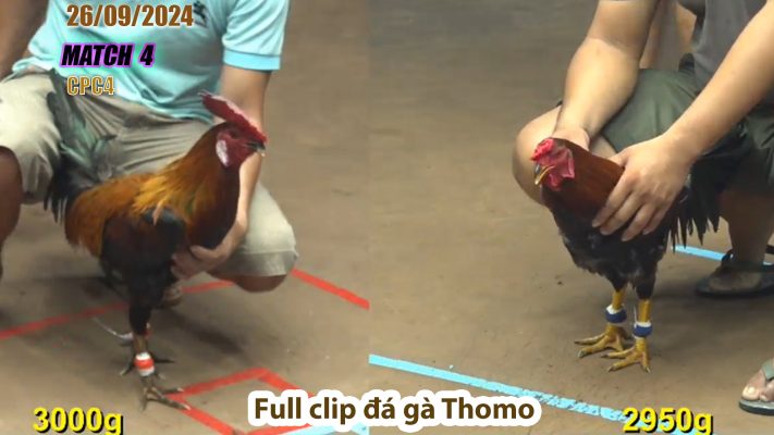 CPC4- TRẬN 4 | đá gà Thomo | 26/09/2024