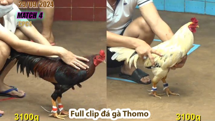 CPC4- TRẬN 4 | đá gà Thomo | 29/09/2024