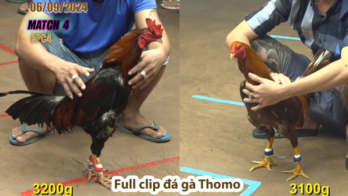 CPC4- TRẬN 4 | đá gà Thomo | 06/09/2024