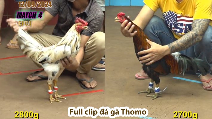 CPC4- TRẬN 4 | đá gà Thomo | 12/09/2024