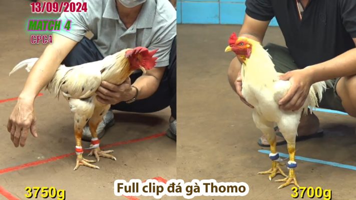 CPC4- TRẬN 4 | đá gà Thomo | 13/09/2024