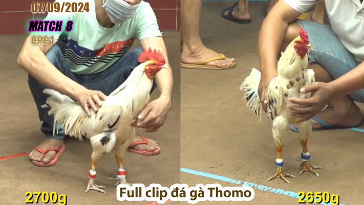 CPC4- TRẬN 8 | đá gà Thomo | 07/09/2024