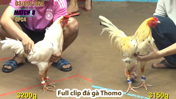 CPC4- TRẬN 8 | đá gà Thomo | 03/09/2024