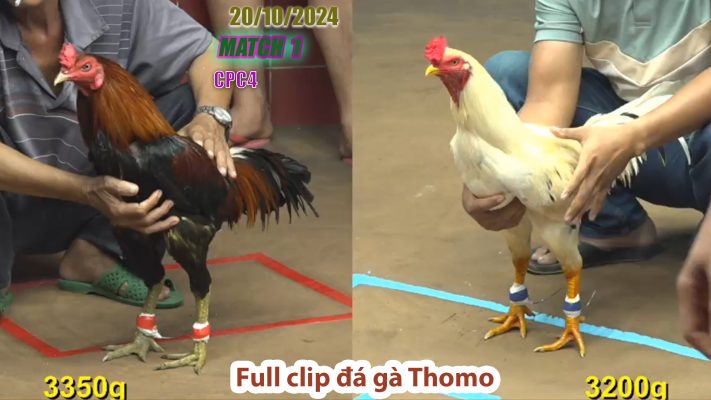 CPC4- TRẬN 1 | đá gà Thomo | 20/10/2024