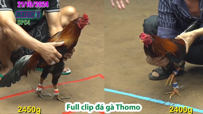 CPC4- TRẬN 1 | đá gà Thomo | 21/10/2024