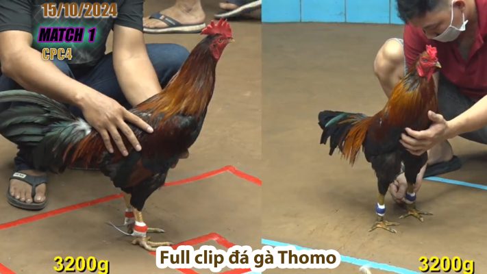 CPC4- TRẬN 1 | đá gà Thomo | 15/10/2024