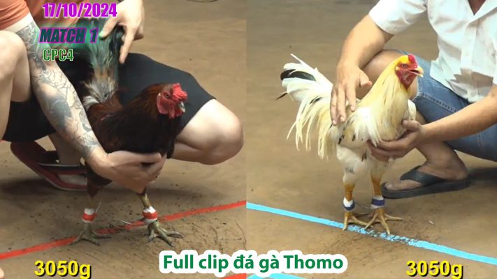 CPC4- TRẬN 1 | đá gà Thomo | 17/10/2024