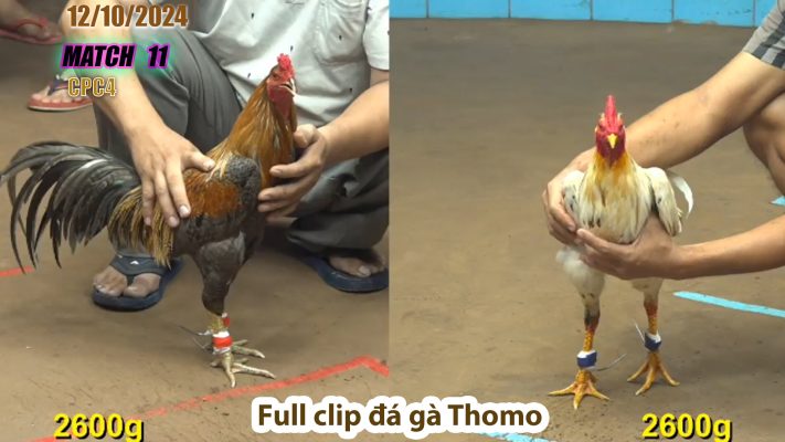 CPC4- TRẬN 11 | đá gà Thomo | 12/10/2024