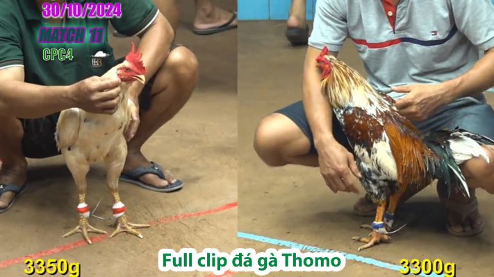 CPC4- TRẬN 11 | đá gà Thomo | 30/10/2024