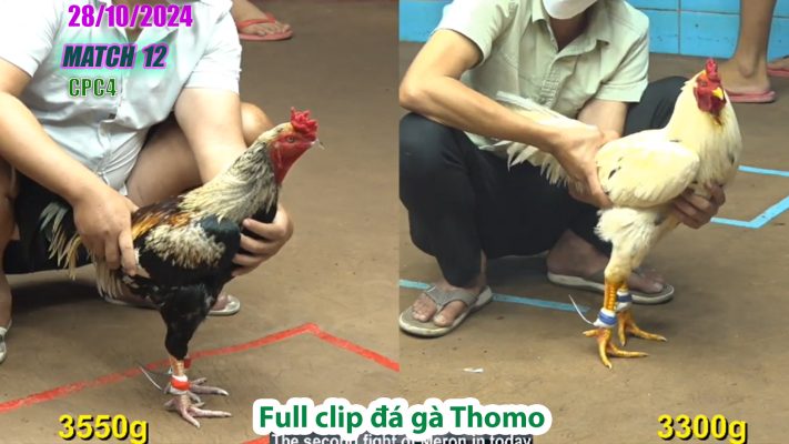 CPC4- TRẬN 12 | đá gà Thomo | 28/10/2024