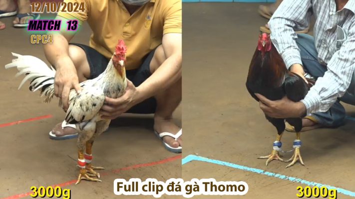 CPC4- TRẬN 13 | đá gà Thomo | 12/10/2024