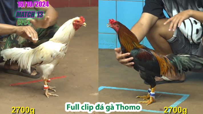 CPC4- TRẬN 13 | đá gà Thomo | 16/10/2024