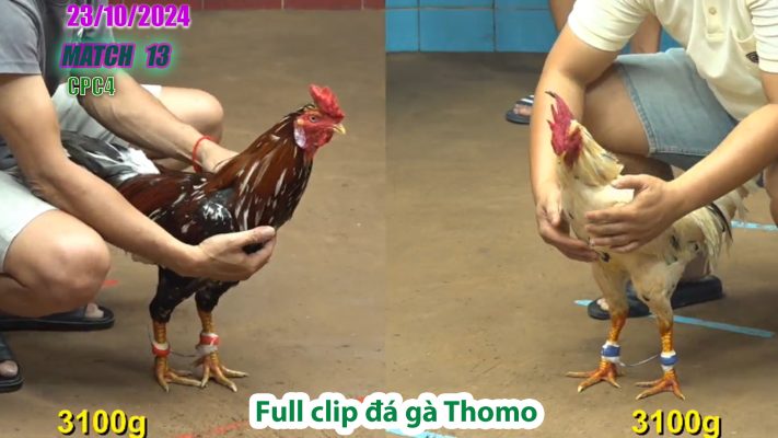 CPC4- TRẬN 13 | đá gà Thomo | 23/10/2024