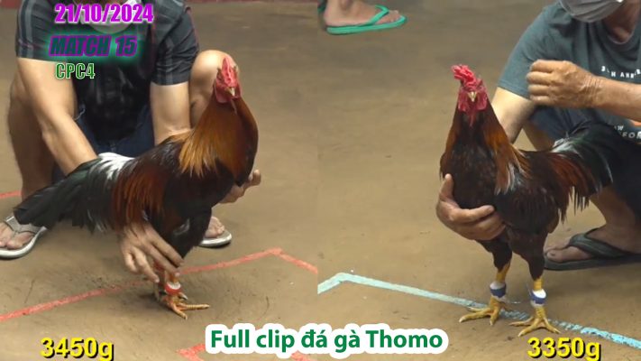 CPC4- TRẬN 15 | đá gà Thomo | 21/10/2024