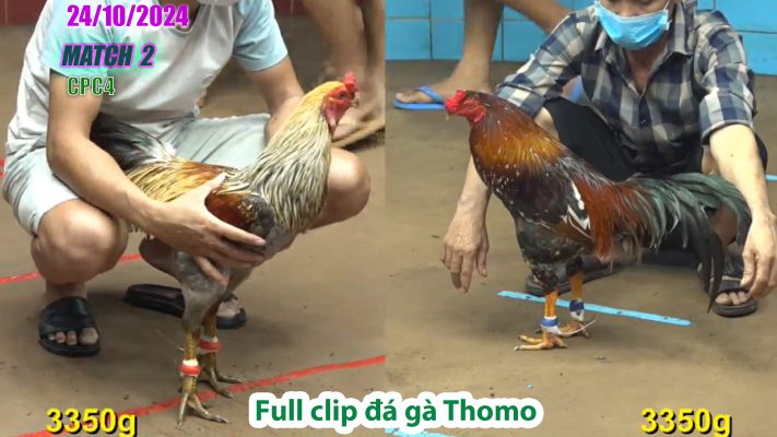 CPC4- TRẬN 2 | đá gà Thomo | 24/10/2024