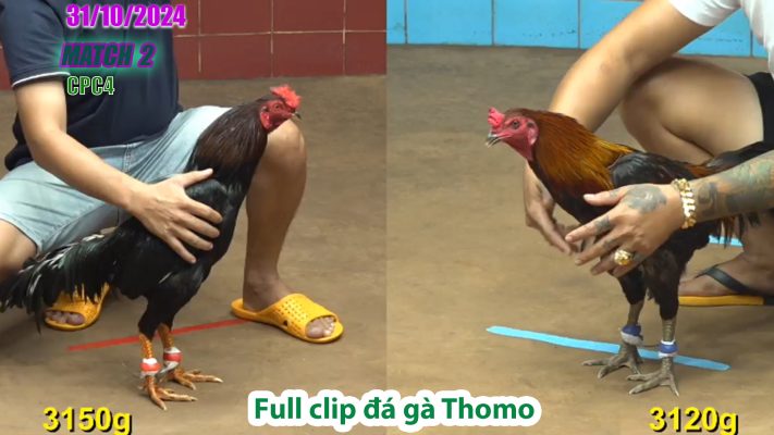 CPC4- TRẬN 2 | đá gà Thomo | 31/10/2024