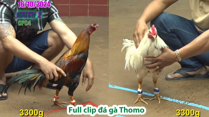 CPC4- TRẬN 2 | đá gà Thomo | 16/10/2024