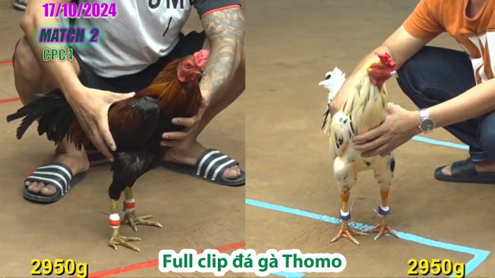 CPC4- TRẬN 2 | đá gà Thomo | 17/10/2024