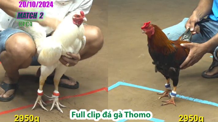 CPC4- TRẬN 2 | đá gà Thomo | 20/10/2024